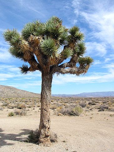 Fotos Lone Pine - Panamint Springs | 